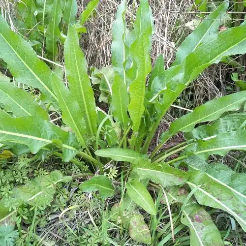 新鲜中草药野生土大黄根金不换牛舌头牛耳大黄洋铁叶羊蹄根血三七