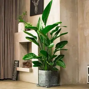 天堂鸟盆栽室内大型植物鹤望兰客厅办公室大盆栽绿植天堂鸟真植物