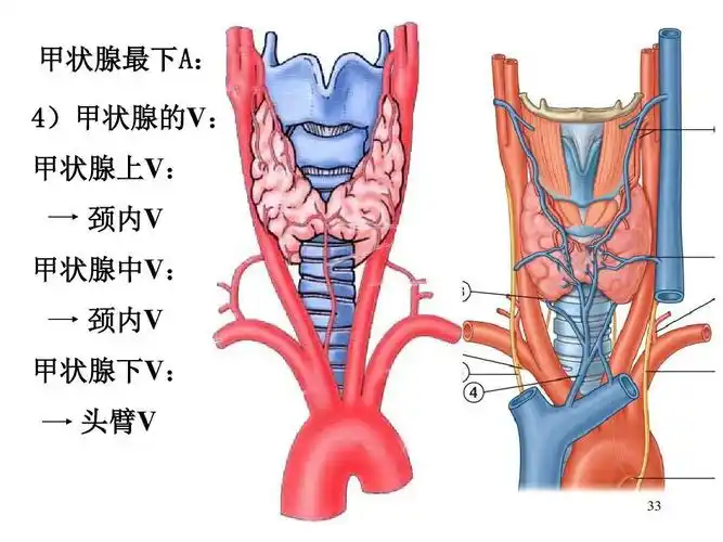 临床医学五年制局部解剖学课件颈部ppt