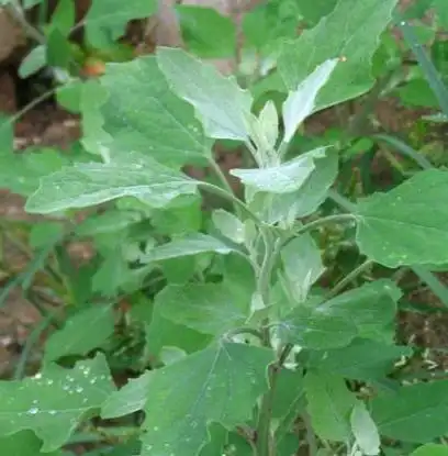 灰灰菜的食用灰灰菜的功效与作用营养成分及药用价值