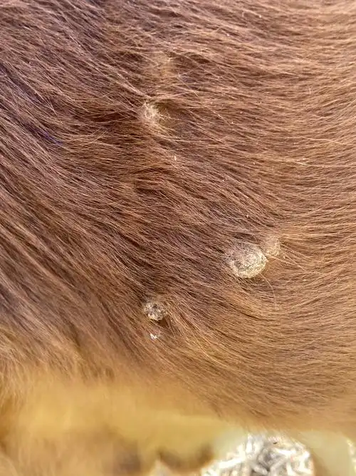 牛身上长了好多痘痘怎么治疗