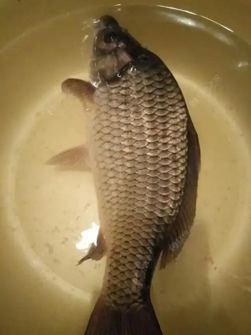 野生大鲫鱼