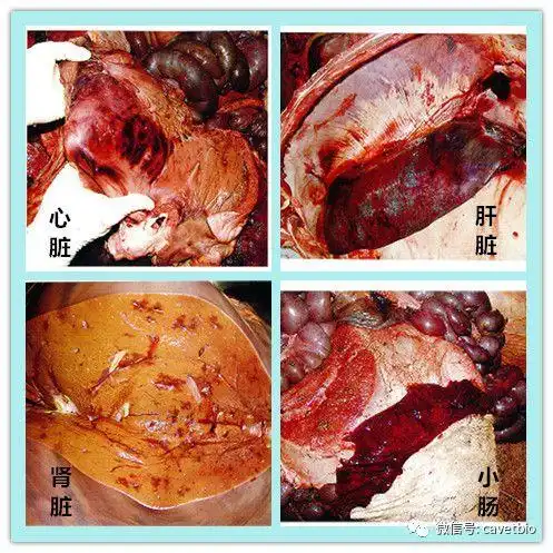 疫病知识牛炭疽