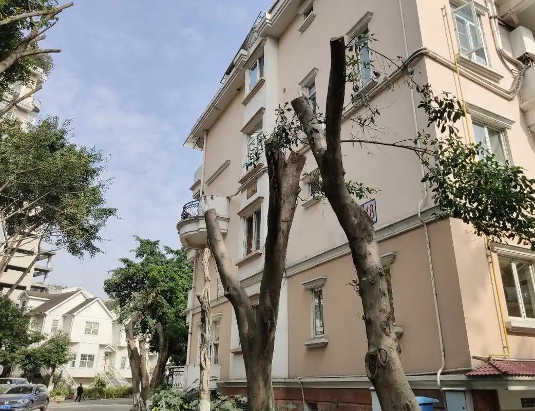 成都桐梓林中华园几小区大树一夜光头被砍伐