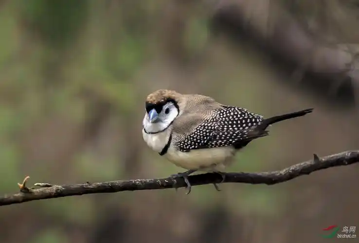 几种草雀荣获首页精华