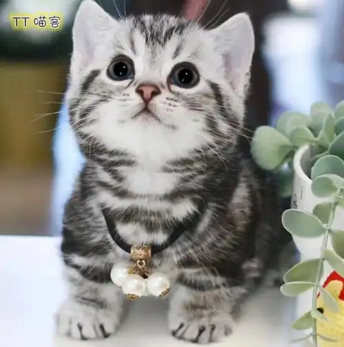 美短虎斑起司加白美国短毛猫矮脚银棕幼猫宠物猫咪活体曼基康猫舍