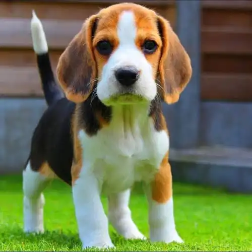 最近特别爱看小动物,因为朋友养了只比格犬听了些事迹,抱着爱热闹不嫌