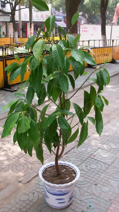 白兰花盆栽植物室内浓香庭院四季阳台大型绿植白玉兰花黄角兰 高1.