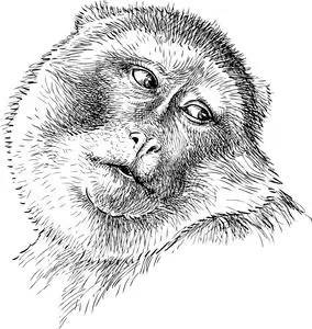 猴子肖像图片-猴子肖像素材-猴子肖像插画-摄图新视界