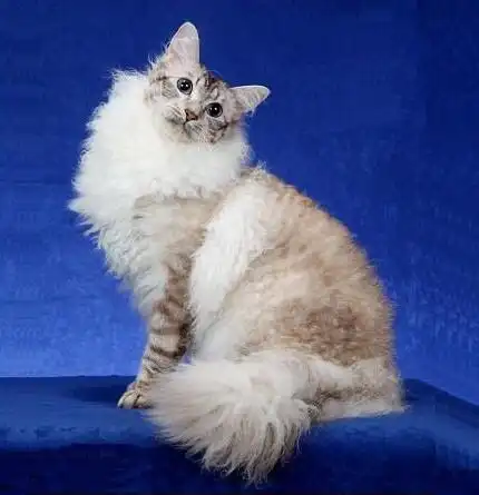 拉波卷毛猫(laperm),别名拉邦卷毛猫,达拉斯拉波猫.