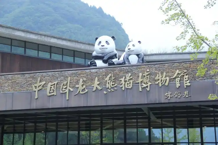 走进四川卧龙神树坪大熊猫基地熊猫幼儿园大熊猫宝宝可萌了