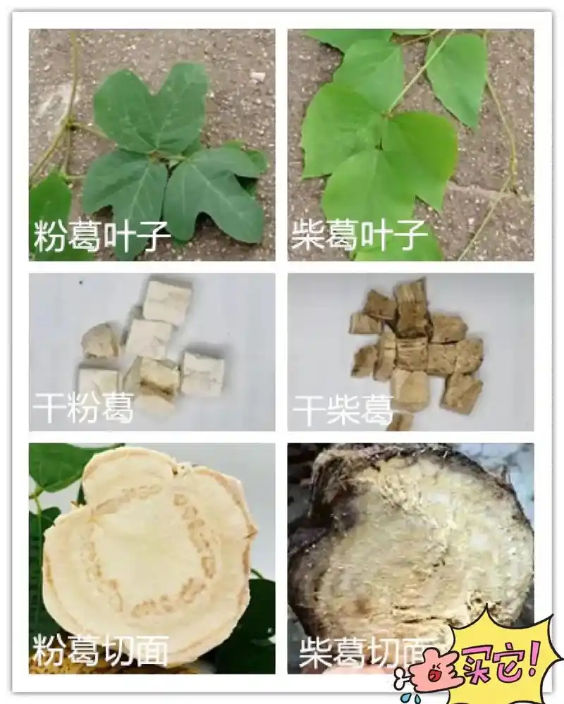 带你继续认识葛根.如果你还是不知道怎么选 在评论区打出来吧! - 抖音