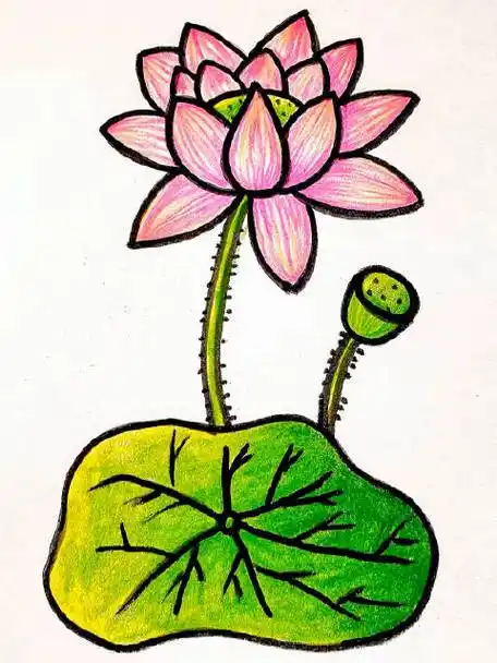 荷花简笔画