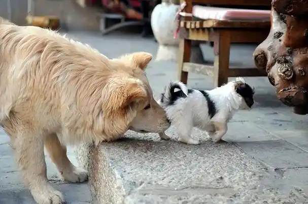 原来狗狗之间交流,会用这几种方式,或许比你想的有趣