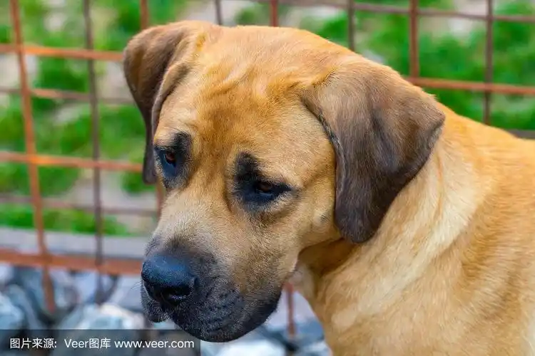 纯种大棕色南非大型犬种布尔伯尔