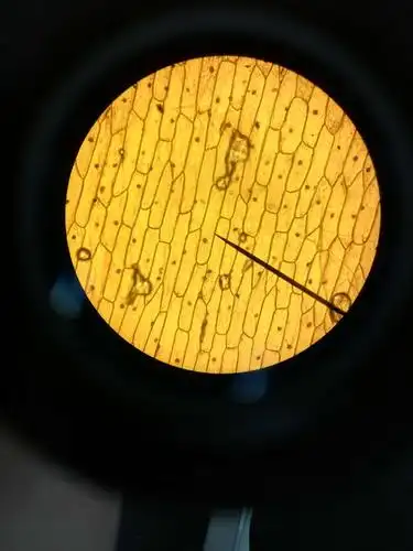 洋葱表皮面细胞壁100倍