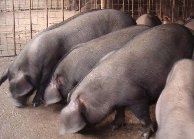 原来太湖猪是好多品种的统称,不是一种哦!