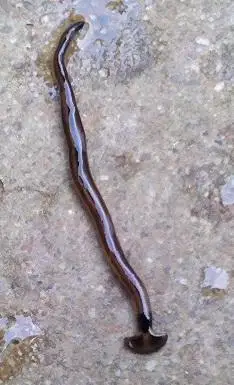 蚂蝗     - 追问 不是,它的头像斧头 追答 那一定是笄蛭涡虫 追问