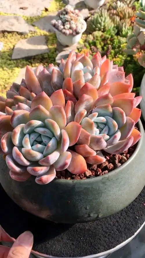 橙梦露大老桩整桩 69890