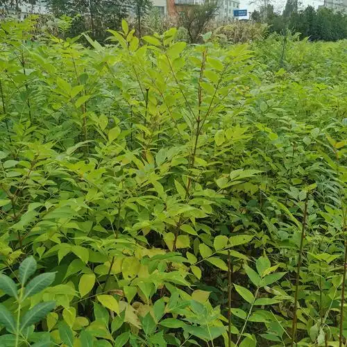 黄柏树苗湖北黄柏促销价格