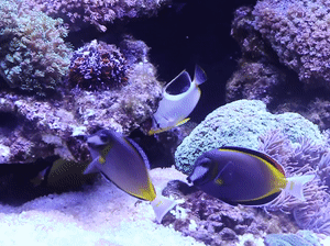 各式海洋萌宠的好机会喔~展示着五指海星,万花筒珊瑚,太阳水螅珊瑚