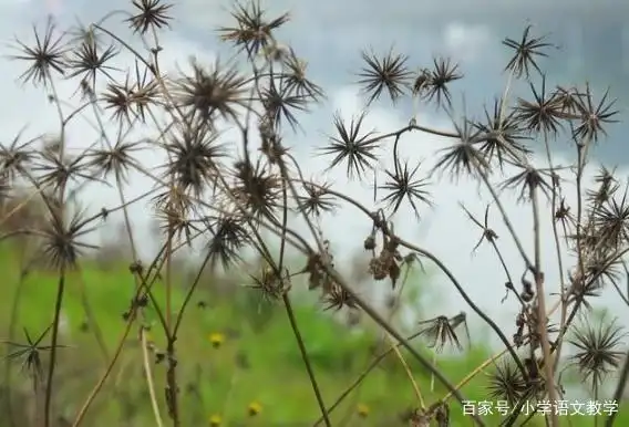 细长,带刺的草种子,钻到衣服里,扎人,是什么草种子