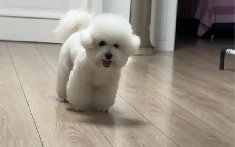 不知疲倦的小比熊就喜欢这么玩