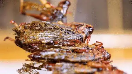 01| 烤蚂蚱○ 地道湘西味道,撸串撸到爽 ○二把手选用炭烤,将炭火的