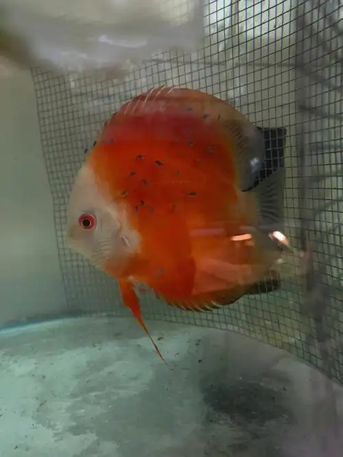 七彩神仙鱼之分公母