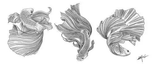 怎么画泰国斗鱼简笔画