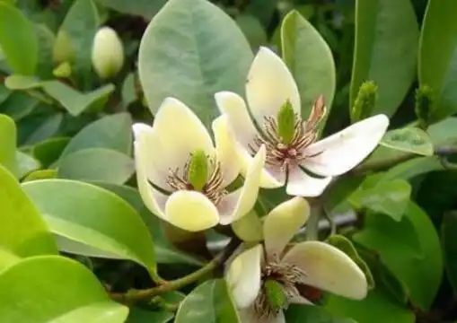 而其中中国就有30多种,里面最常见有八个,分别是深山含笑,醉香含笑