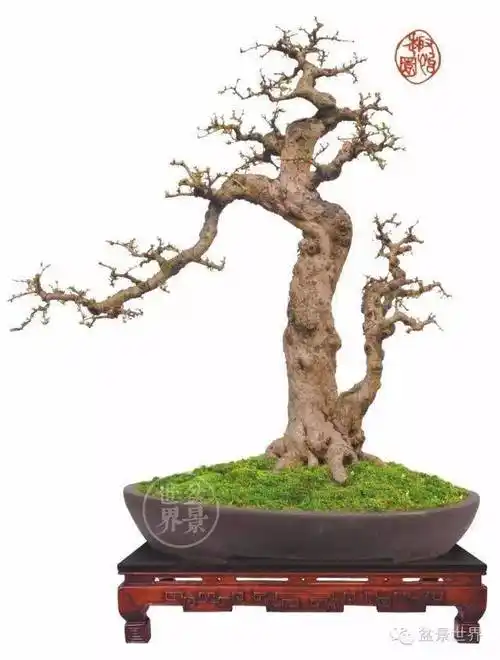 公孙树_cm_作品_陈昌