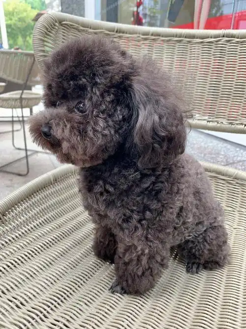 陪麻麻修手机,喝咖啡75估计是小宝贝第一次出来溜街吧,小时候缺爱