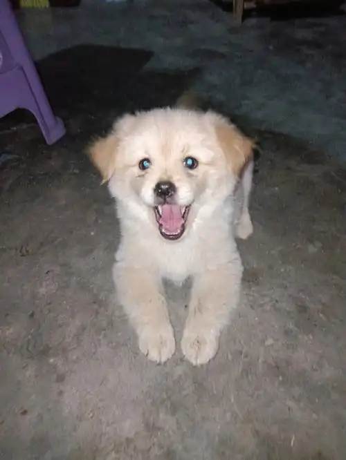 漂亮的小土狗长大后变地包天了