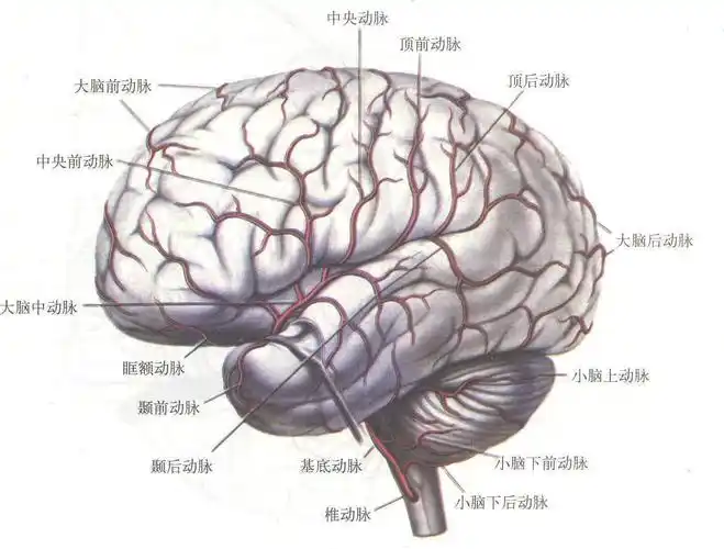 308 大脑半球外侧面的动脉-人体解剖学-医学