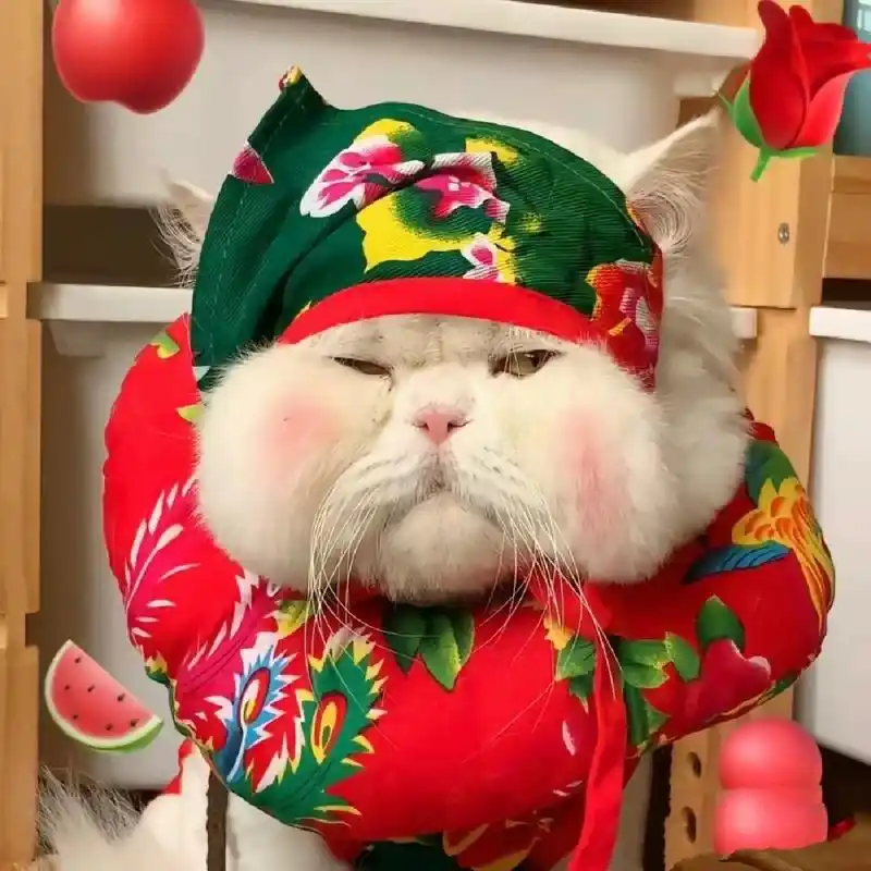 沙雕女才会用的搞笑猫咪头像⊙ω