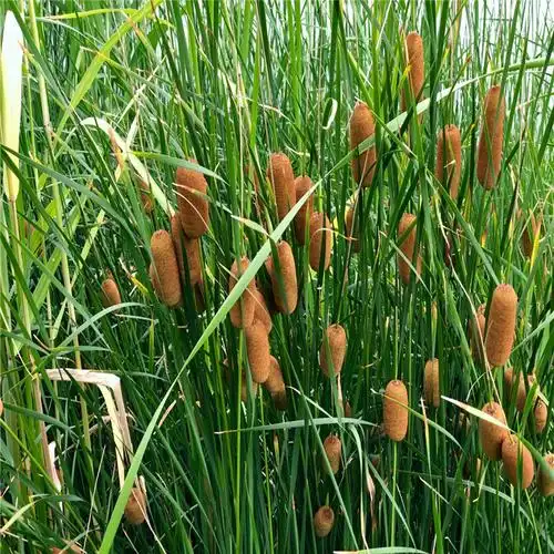 香蒲花苗批发商香蒲花苗种植基地香蒲花苗特价大量销售全国供应工程