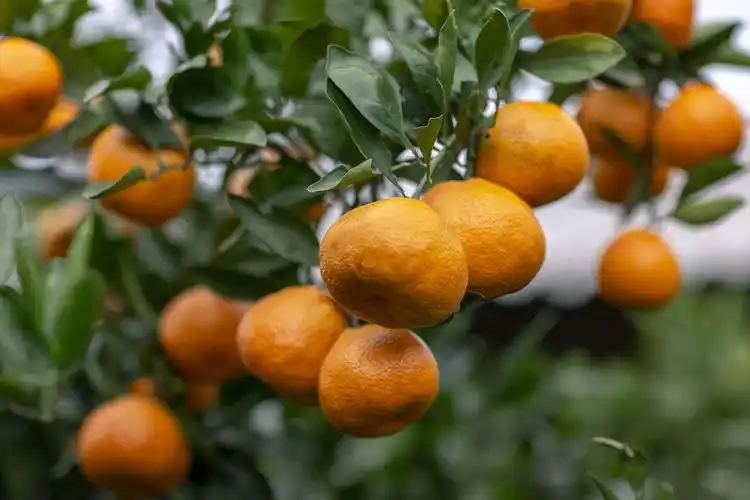 俺村有个金桔林