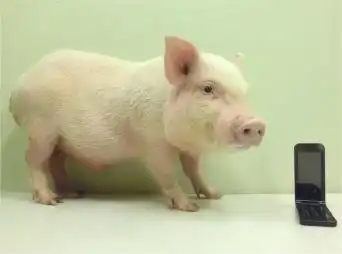 小型猪作为心脏安全药理学的体内实验动物模型