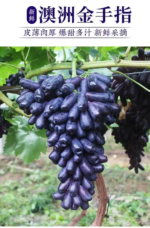 轻恋寻味君澳洲金手指黑提美人指葡萄无籽黑提子新鲜水果2斤