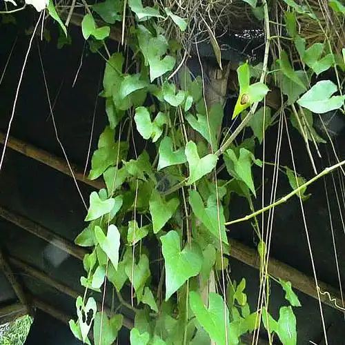 包邮带发货阳台室外花卉植物爬藤珠帘一帘幽梦锦屏时令草本花卉