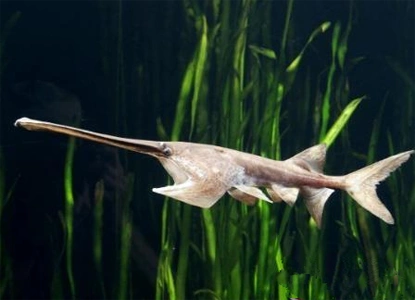 标准灰龙猫和紫灰龙猫哪个更好 两种龙猫的特征