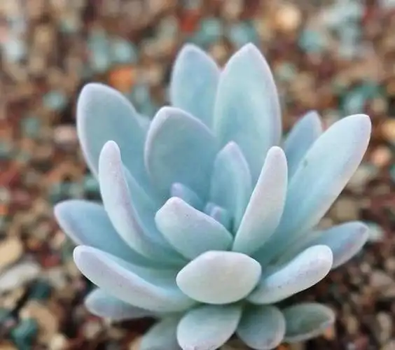 原创多肉植物中的普货,普货中的战斗机——霜之朝