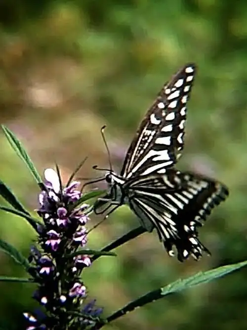 黑白色的马燕蝴蝶(俗称)