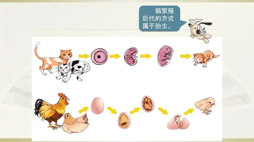 小学科学粤教粤科版四年级上册第一单元第7课《胎生动物》教学课件