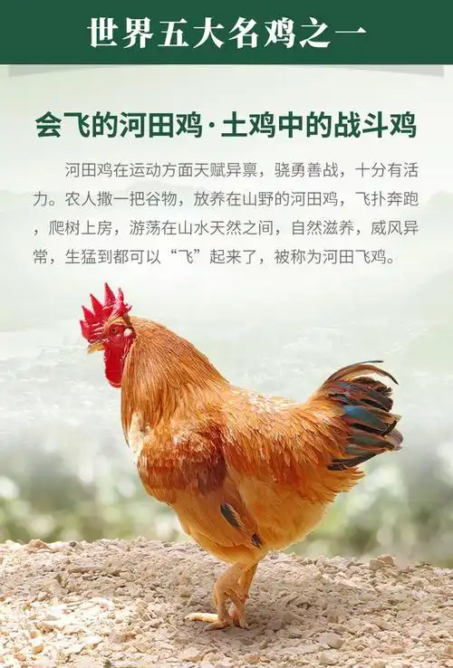 生态河田鸡世界五大名鸡之一会飞的河田鸡