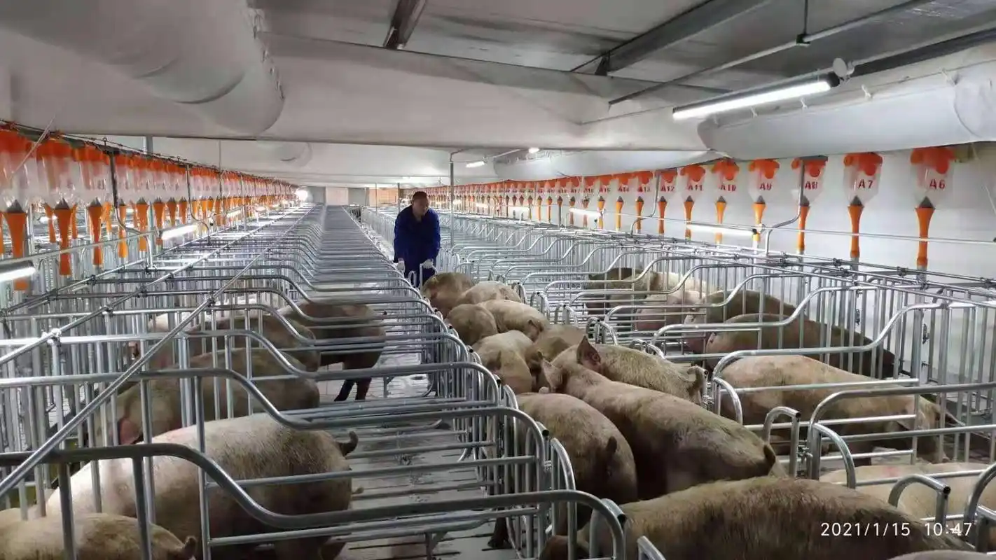 唐人神集团姬公庙母猪养殖场正式投产(供图:唐人神集团)