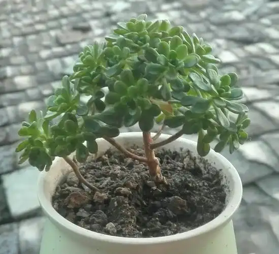 小人祭(日本小松)