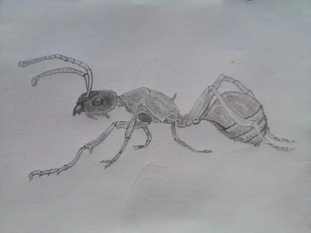 素描写意画练习蚂蚁图 - 抖音