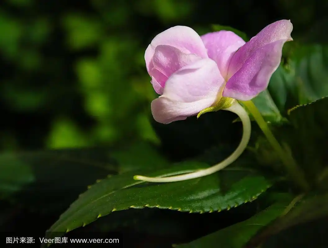 粉色,花蕾,凤仙花属植物,巴布亚新几内亚,清新